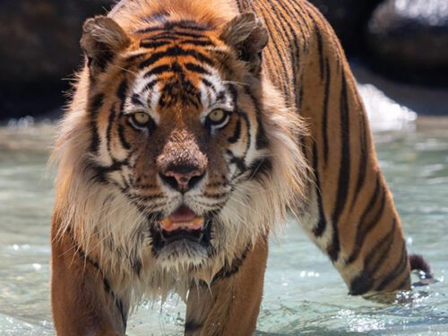 Zambi Wildlife Foundation