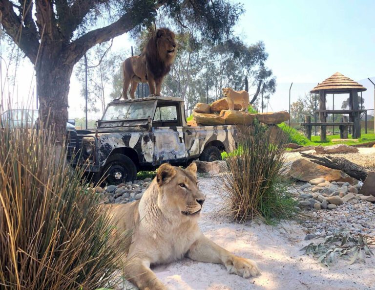 Zambi Wildlife Foundation